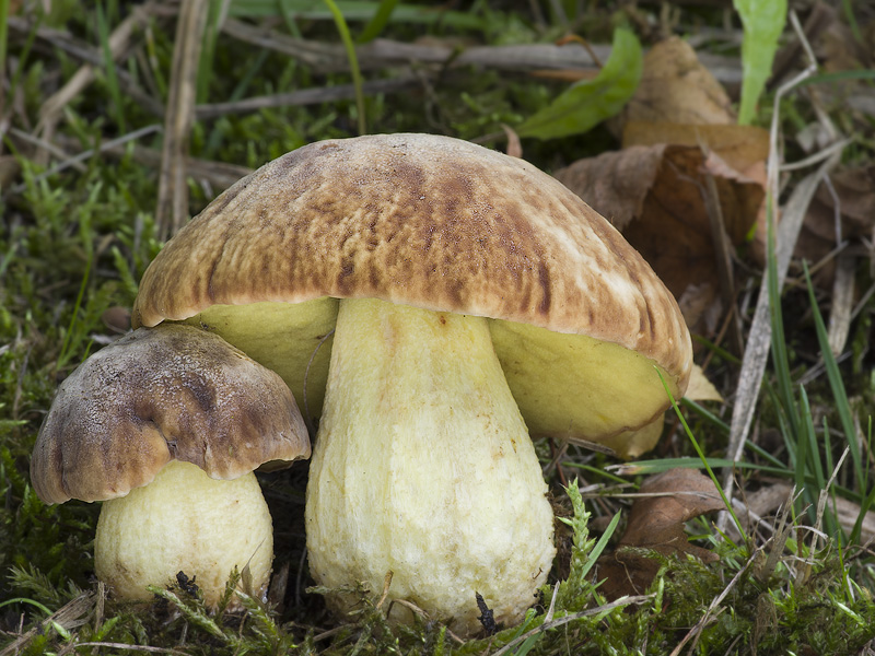 Hemileccinum depilatum